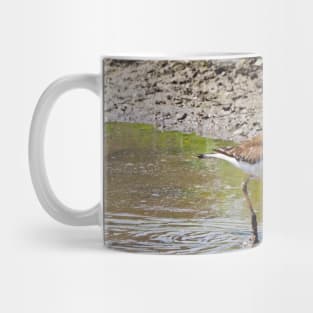 Killdeer Bird With Its Feet In The Water Mug